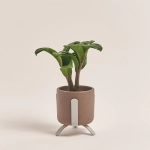 Зображення товару Заміокулькас Зензі "Лука" в кер., артикул: 49477