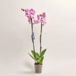 Зображення товару Фаленопсис 2ст. мікс, артикул: 18519