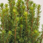 Зображення товару Ялина Перфекта декор, артикул: 53917