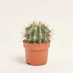 Зображення товару Кактус Бол мікс, артикул: 53324