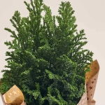 Зображення товару Кипарис Елвуді Декор в кер., артикул: 54047