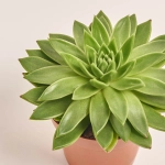 Зображення товару Сукулент мікс, артикул: 2084