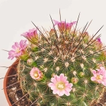 Зображення товару Сет LEGO та Кактус з квітами, артикул: 57026