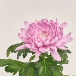 Зображення товару Хризантема Супернова мікс, артикул: 26451