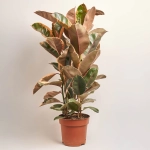 Зображення товару Фікус ел Белізе 3ст., артикул: 51792