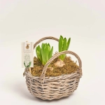 Зображення товару Гіацинт мікс у плет. кошику, артикул: 55889