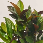 Зображення товару Кротон Місіс Айстон, артикул: 53069