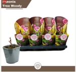 Зображення товару Півонія Суфрутикоза рожева, артикул: 57022