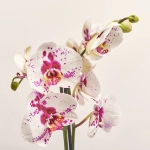 Зображення товару Фаленопсис Гранді Пікасо 2ст., артикул: 35075
