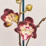 Зображення товару Фаленопсис "Клементін" 2ст., артикул: 52010