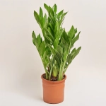 Зображення товару Заміокулькас Піксі 5ст., артикул: 52728