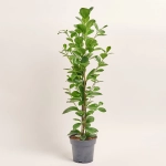 Зображення товару Фікус мікрокарпа Моклейм, артикул: 51624