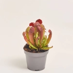 Зображення товару Сараценія, артикул: 19653