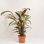 Зображення товару Калатея Руф, артикул: 52199