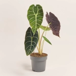 Зображення товару Алоказія Ватсоніана Вельвет, артикул: 52587