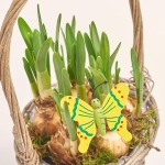 Зображення товару Нарцис Тет-а-Тет у плет. корзині, артикул: 56435