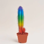 Зображення товару Кактус Рейнбов "Zuil" Спешл, артикул: 52324