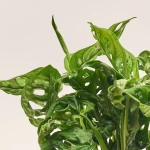 Зображення товару Монстера Адансона, артикул: 52477