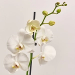 Зображення товару Фаленопсис 1ст. мікс, артикул: 17941