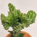 Зображення товару Еуфорбія Крістата мікс в кер., артикул: 35951