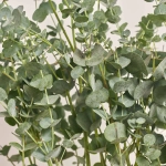 Зображення товару Евкаліпт Гунні Азура, артикул: 53455