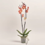 Зображення товару Фаленопсис 2ст. мікс, артикул: 18519