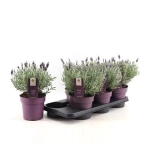 Зображення товару Лаванда Сільвер Анук, артикул: 26341