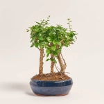 Зображення товару Бонсай в кераміці, артикул: 1330