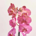 Зображення товару Фаленопсис 1ст. мікс, артикул: 18850
