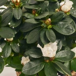 Зображення товару Азалія мікс в кашпо, артикул: 53757