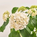 Зображення товару Гортензія біла 7ст., артикул: 56046