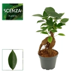 Зображення товару Фікус мікрокарпа Гінсенг, артикул: 57159