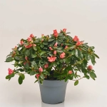 Зображення товару Азалія мікс, артикул: 54060