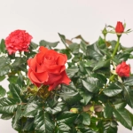 Зображення товару Троянда мікс, артикул: 1293