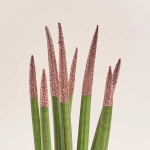 Зображення товару Сансевієрія Циліндріка гліттер в кер., артикул: 10110