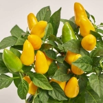 Зображення товару Капсікум Самба мікс, артикул: 52723