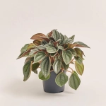 Зображення товару Пеперомія мікс, артикул: 53317