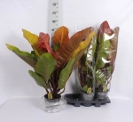 Зображення товару Філодендрон Принц Оранж, артикул: 57440