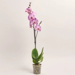 Зображення товару Фаленопсис 1ст. мікс, артикул: 18850