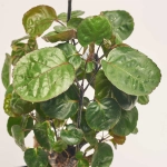 Зображення товару Полісціас Фабіан, артикул: 57000