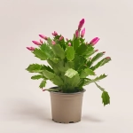 Зображення товару Шлюмбергера рожева, артикул: 42683