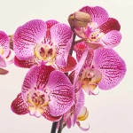 Зображення товару Фаленопсис 3ст. мікс, артикул: 1316