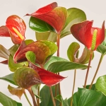 Зображення товару Антуріум мікс, артикул: 56719