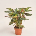 Зображення товару Бегонія Макулата Спотл Грін, артикул: 51539