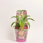 Зображення товару Алліум мікс, артикул: 57096