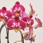 Зображення товару Фаленопсис каскад 2ст. мікс, артикул: 18513