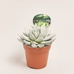 Зображення товару Ехеверія Міранда люмінісцентна, артикул: 54110