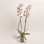 Зображення товару Фаленопсис 2ст. мікс, артикул: 18519