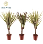 Зображення товару Драцена мікс 1ст., артикул: 53318