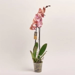 Зображення товару Фаленопсис 2ст. мікс, артикул: 18519